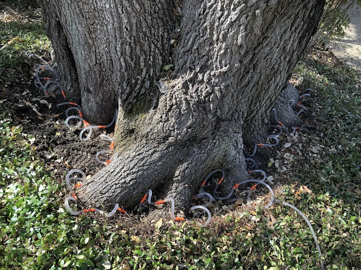 Detailed Tree Cabling and Bracing job site in Hoolehua