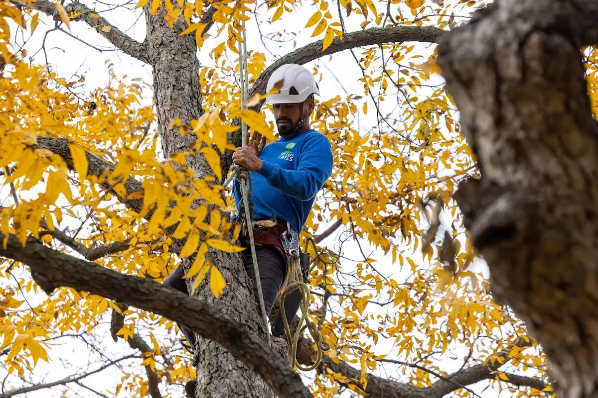 Skilled Tree Pruning crew working in Hoolehua